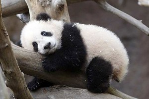 2824226-baby-panda1