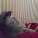 Sleepy Meerkat Nodding off