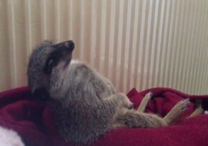 Sleepy Meerkat Nodding off