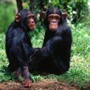Do Monkeys Understand Equality?