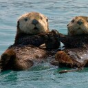 Sea Otters Hold Hands – Cutest Facts Ever
