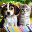 Cat-Friend VS Dog-Friend 2