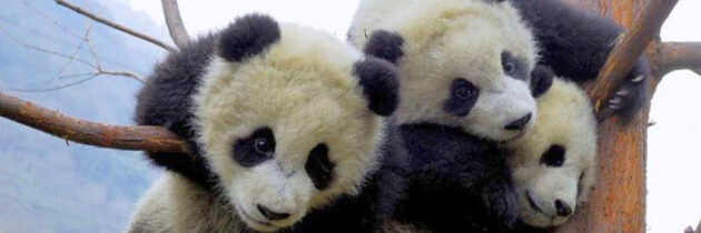 Cute baby pandas sliding!!!