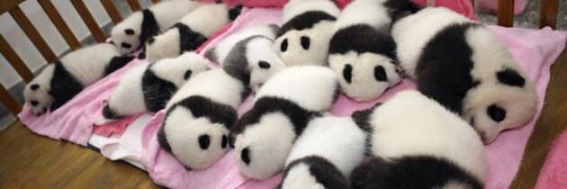 Pandas Sleeping – Really Cute