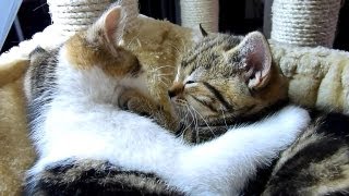 A Cute Kitten Has Advice on How to Be a Better Boyfriend